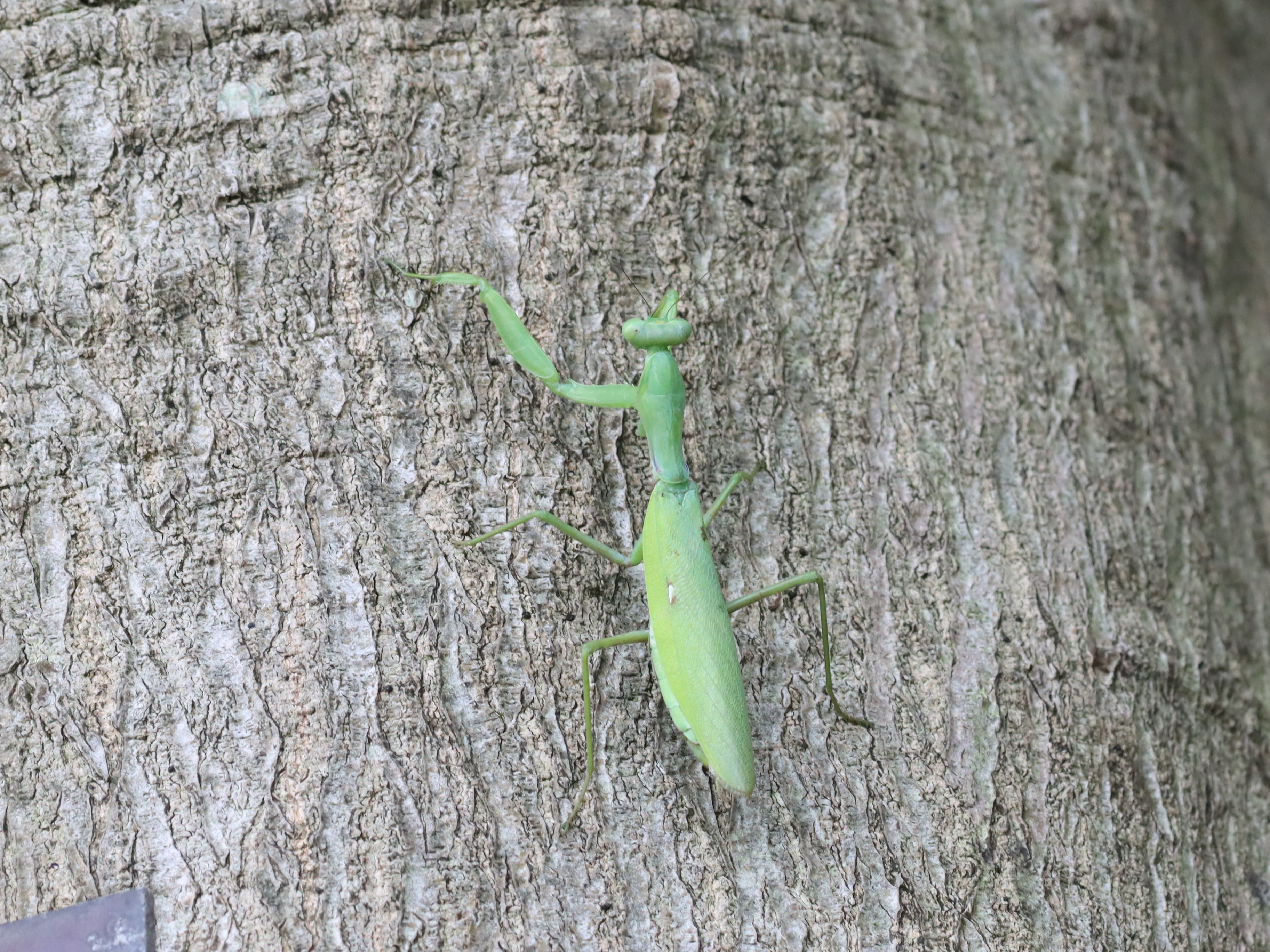 ハラビロカマキリ5